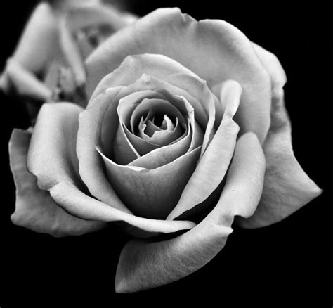 black and white rose pics|black and white simple rose.